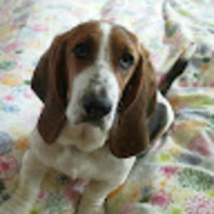 Meet your Posher, Harmony